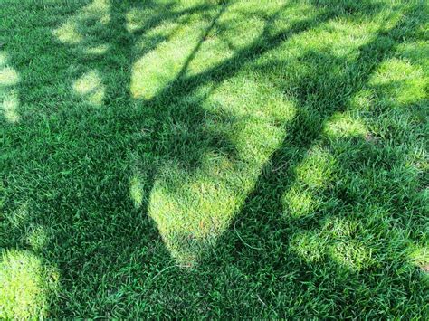 Sunny Yard Shade Trees Backyard Grass Lawn Tree Shadow Shadows Daytime