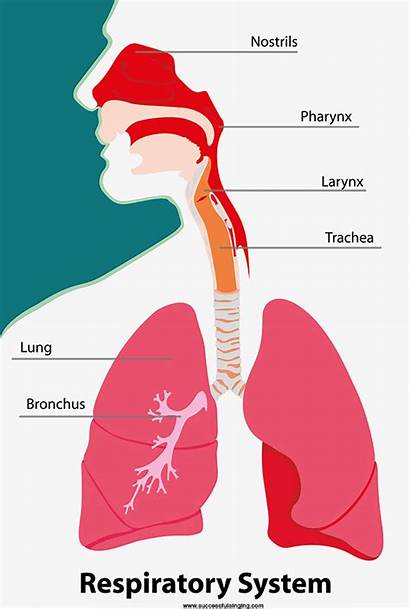 Respiratory Pharynx System Anatomy Clipart Terrestrial Vertebrates