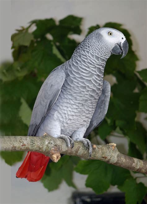 African Grey Parrot Paradise Park