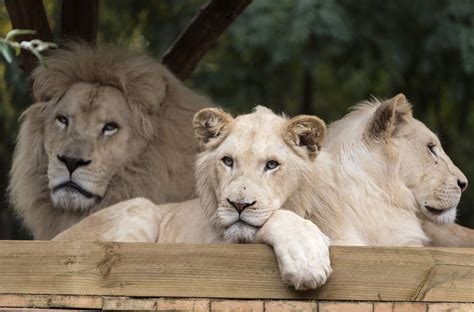 Rare White Lion Mufasa At Risk Of Being Killed After Auction May Be Saved By Mystery Donor