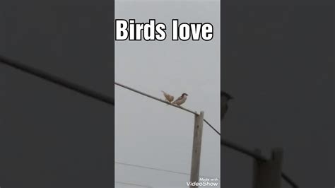 Birds Sex Youtube