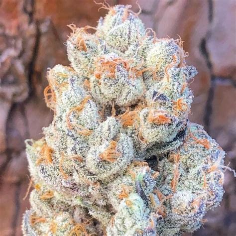 Berry White Strain Weed For Sale Online Order Weed Online Discreetly