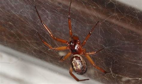 Uk Spider Warning False Widows Bites Deliver Antibiotic Resistant