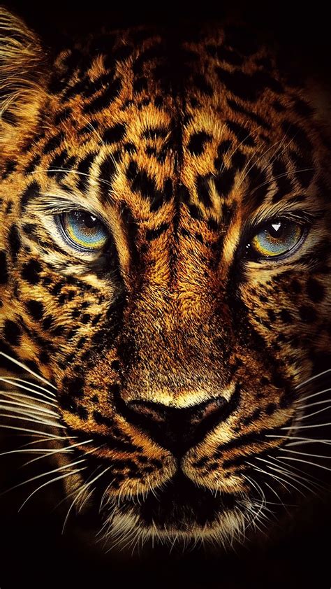 Walpeper Pocong Jaguar Face Animal Phonewallpaper Animal Wallpaper