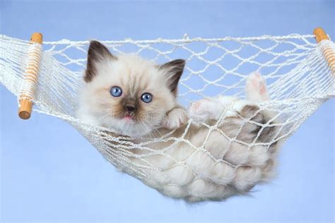 Ragdoll breed information and characteristics.the large, affectionate ragdoll goes limp with pleasure. Birman Cats For Sale | Black River Falls, WI #256827