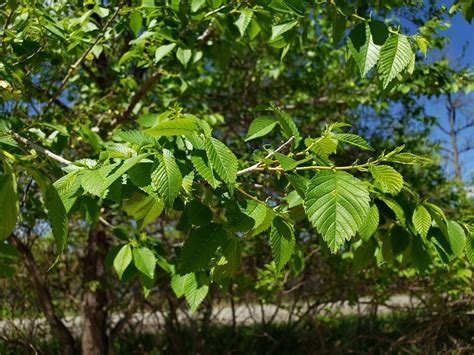 7 Disease Resistant Elm Tree Species Rhythm Of The Home