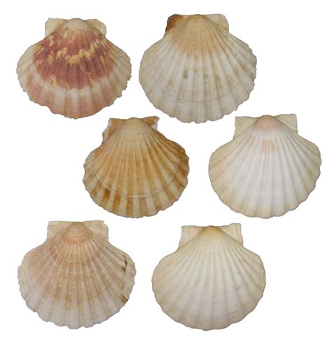 French Mediterranean Scallop Shells Set Of 6 Chairish