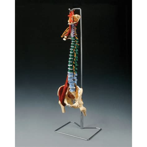 Muscle Spine With Disorders With Stand Vet Equip Australia