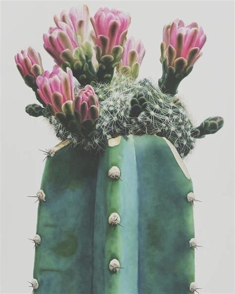 Pin By Becksidestudio Colourful Cus On Cacti Cactus Paintings