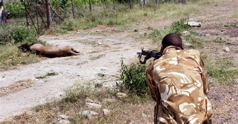 Mohawk A 13 Year Old Lion Is Killed By Kenya Wildlife Rangers The