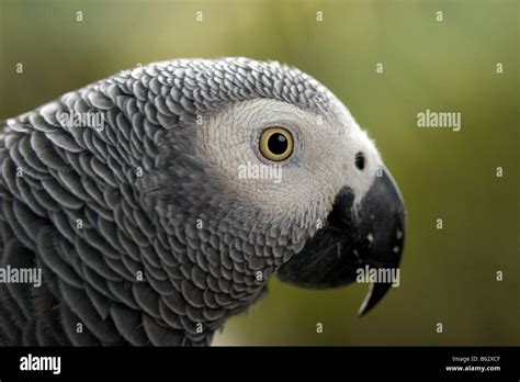 Parrot African Grey Parrot Bird Uganda Stock Photo Alamy