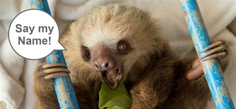 The Etymology Of Sloths Names The Sloth Conservation Foundation