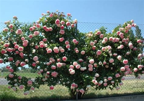 Rose Pierre Blushing De Ronsard Clb 200mm Garden Feast
