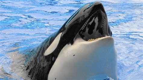 Seaworld Announces End To Orca Breeding Program
