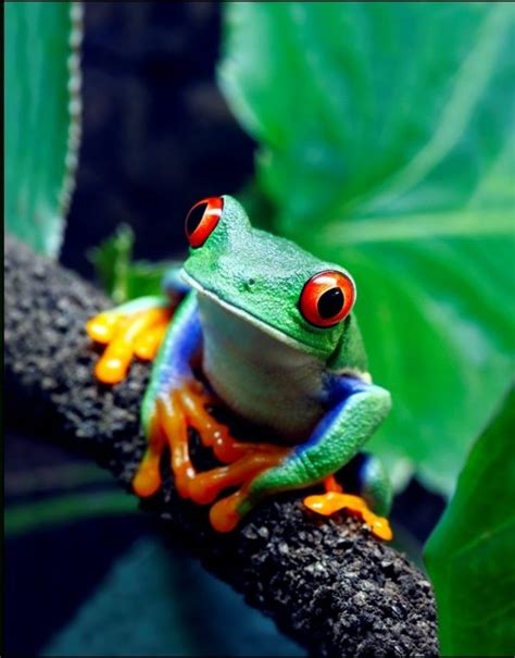 There Are Tons Of Tree Frog Species In The Amazon 46 Sights Of