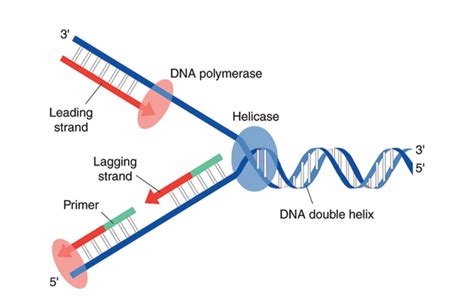Proses Replikasi DNA