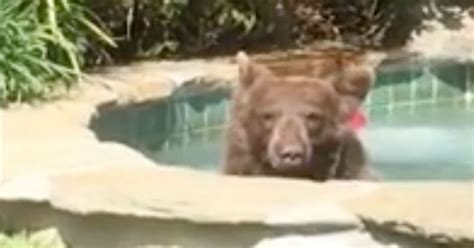 A Man In California Caught A Bear In His Backyard Relaxing In His Hot Tub And Then Drinking His