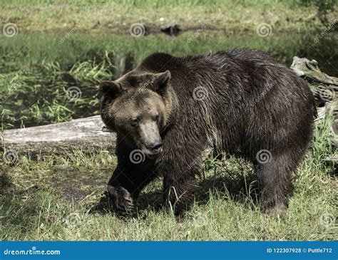 Grizzly Bear Portrait Stock Photo Image Of Field Springtime 122307928