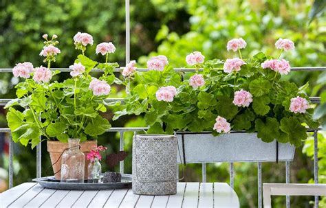 Geraniums The Balcony Flowers For Excellence My Desired Home