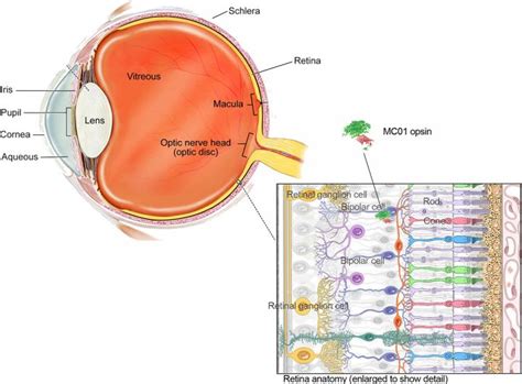 Neural Retina Illustration Image Eurekalert Science News Releases