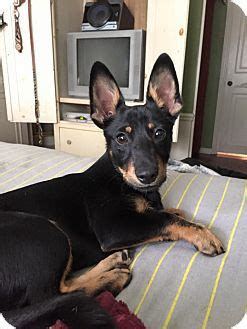 We did not find results for: Las Vegas, NV - Shiba Inu/Miniature Pinscher Mix. Meet Nugget, a puppy for adoption. http://www ...