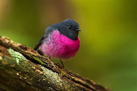 The Pink Robin The Gloriously Pink Breasted Bird The Ark In Space
