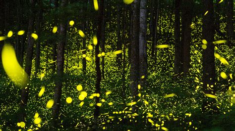 Smoky Mountains National Park Synchronous Fireflies An Amazing Show