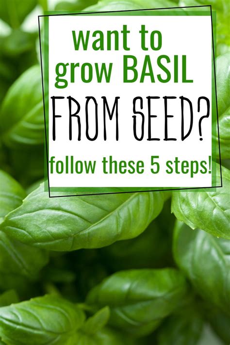 How To Grow Basil Indoors From Seed 2021 Growing Basil Basil