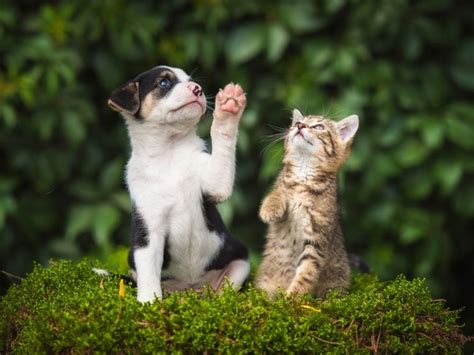This Is What Dog And Cat Years Really Mean Readers Digest