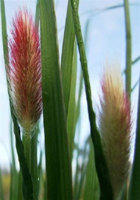 Bunny Tails Red Grass Pennisetum Red Button Perennial Etsy Uk