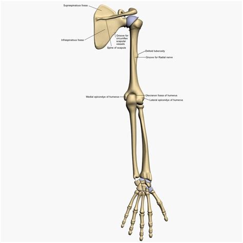 It joins with the scapula above at the shoulder joint (or glenohumeral joint) and with the ulna and radius below at the elbow joint. 3d model bones human arm anatomy | Arm anatomy, Human ...