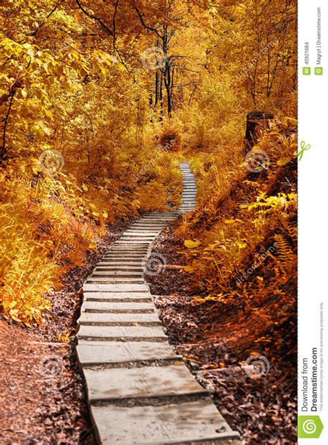 Path In The Autumn Forest Stock Photo Image Of Relaxation