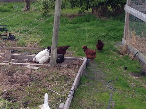 Backyard Chickens Learn How To Raise Chickens