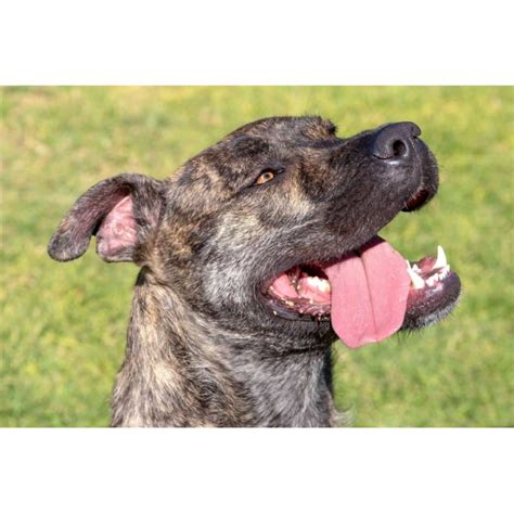 Buddy Large Male Neapolitan Mastiff X Irish Wolfhound X Mix Dog In Sa