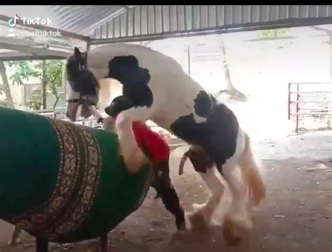 kuda kawin seperti manusia gambar