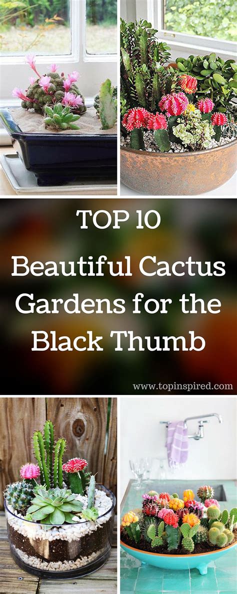 Top 10 Beautiful Cactus Gardens For The Black Thumb Cactus Garden