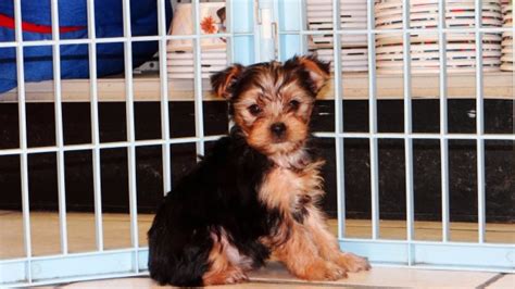 Puppies and dogs in georgia. Adorable Yorkie Poo Puppies For Sale in Atlanta Georgia ...