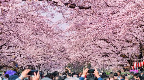 The 2023 Japan Cherry Blossom Forecast Is Here