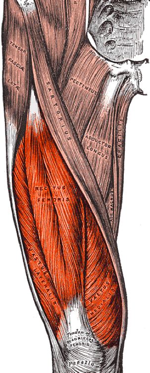 Quadriceps Muscles