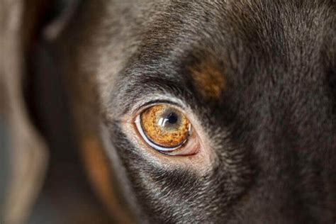 Types Of Lumps And Bumps On Dogs Eyelids The Safe And Harmful Misfit