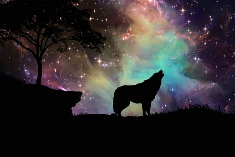 We have a massive amount of desktop and mobile backgrounds. wolf wallpapers 4k for your phone and desktop screen