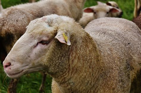 Schafe Tier Wiese Kostenloses Foto Auf Pixabay Pixabay