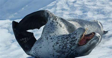 Leopard Seal Vs Polar Bear Apakah Perbezaannya Mamalia