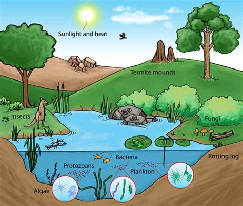 What Are Ecosystems And Why Theyre Important According To Experts