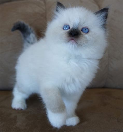 Cats For Sale Ragdolls In Dunnellon Florida