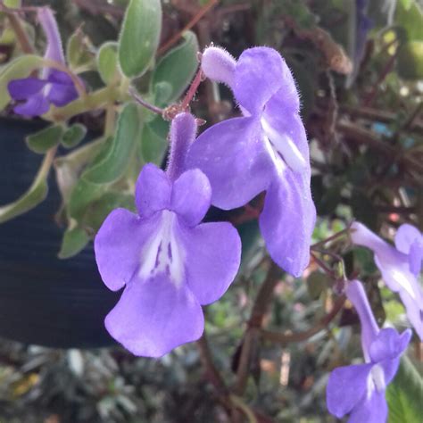 Streptocarpus Caulescens Nodding Violet In Gardentags Plant Encyclopedia