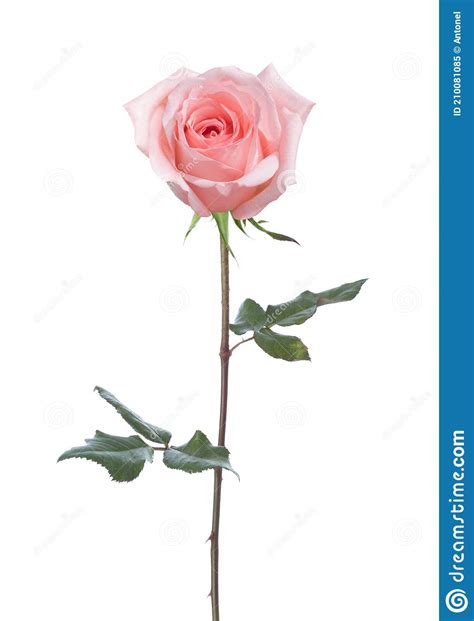 Light Pink Rose With Green Leaves Isolated On White Background Stock
