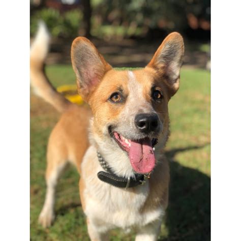 The resulting mix is a foxlike puppy with tiny legs. Trevor - Small Male Red Heeler x Welsh Corgi Mix Dog in NSW - PetRescue