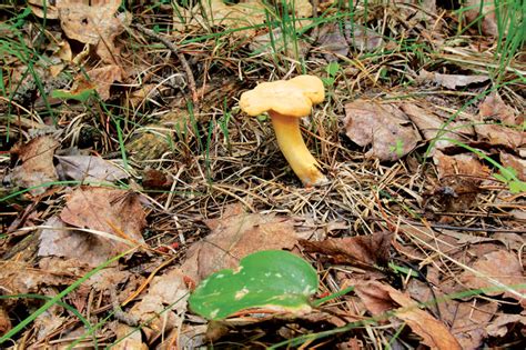 Types Of Mushrooms In Minnesota All Mushroom Info