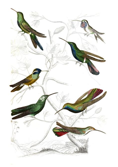 Humming Birds 2 Illustrations By Georges Cuvier 1839 Free Vintage